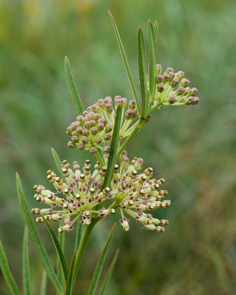 Green Milkweed