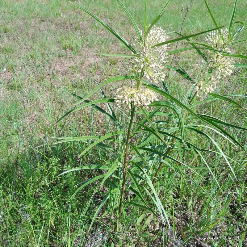 Green Milkweed photo 2