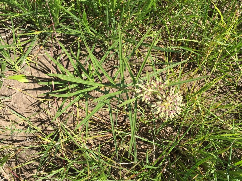 Green Milkweed photo 3