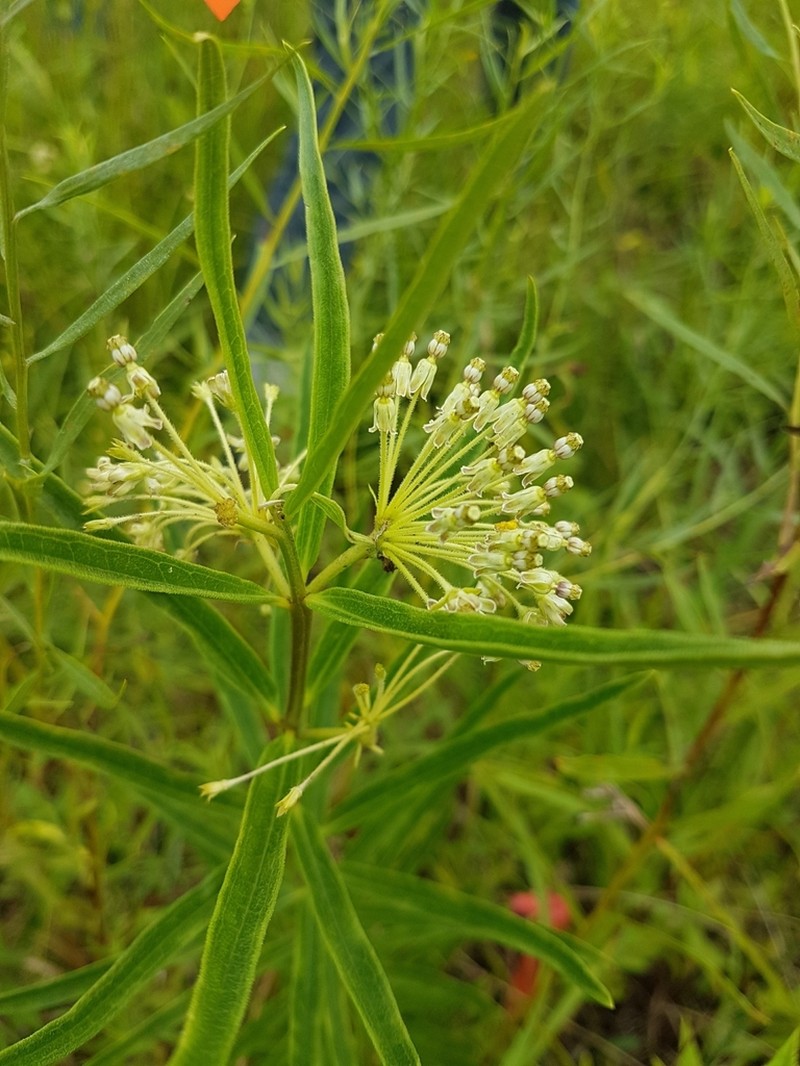 Green Milkweed photo 4