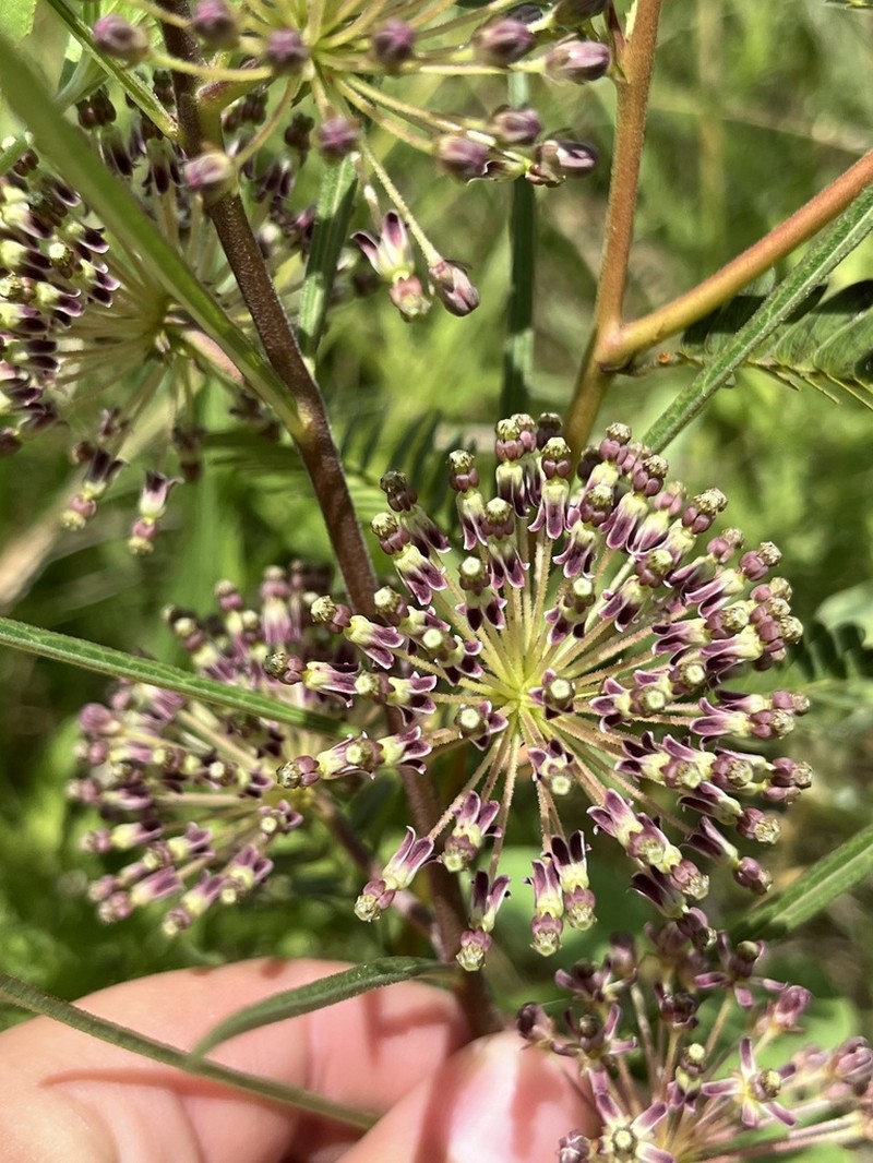Green Milkweed photo 5