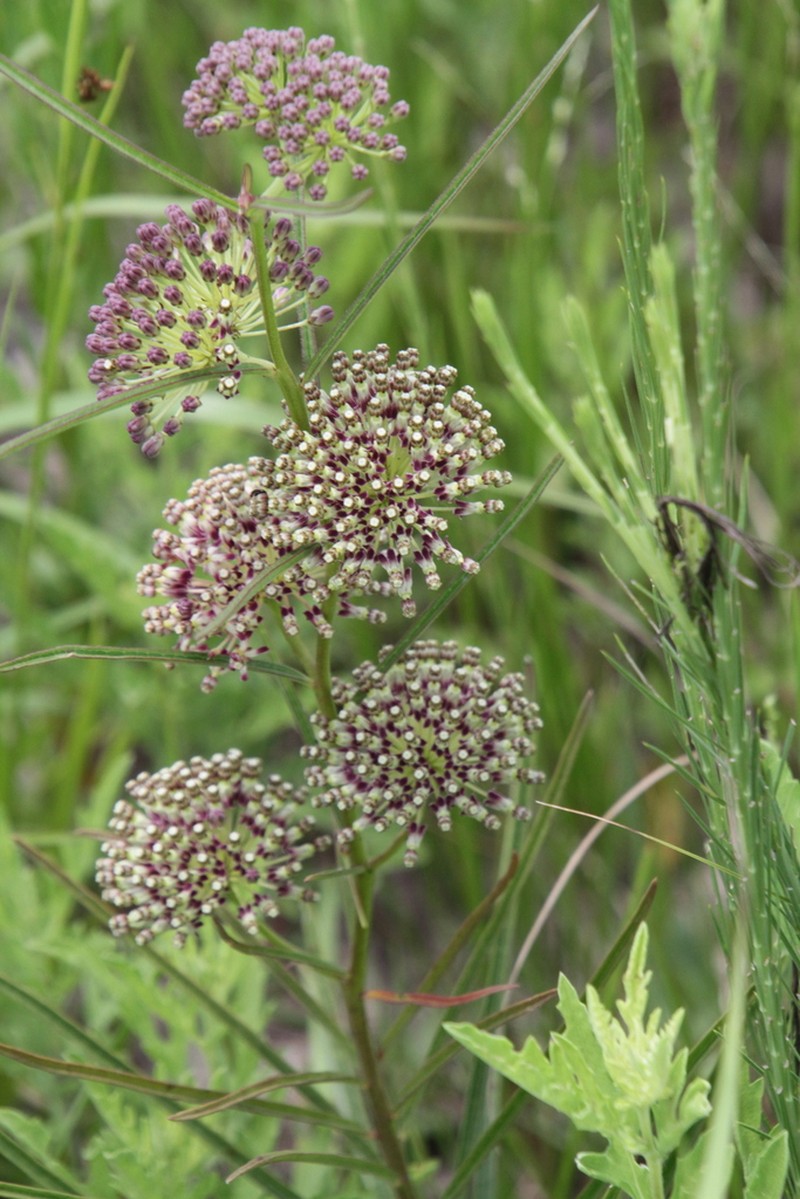 Green Milkweed photo 6