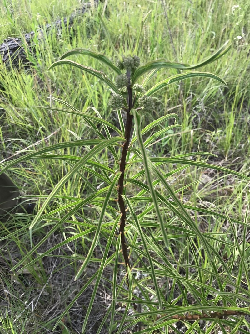 Green Milkweed photo 7