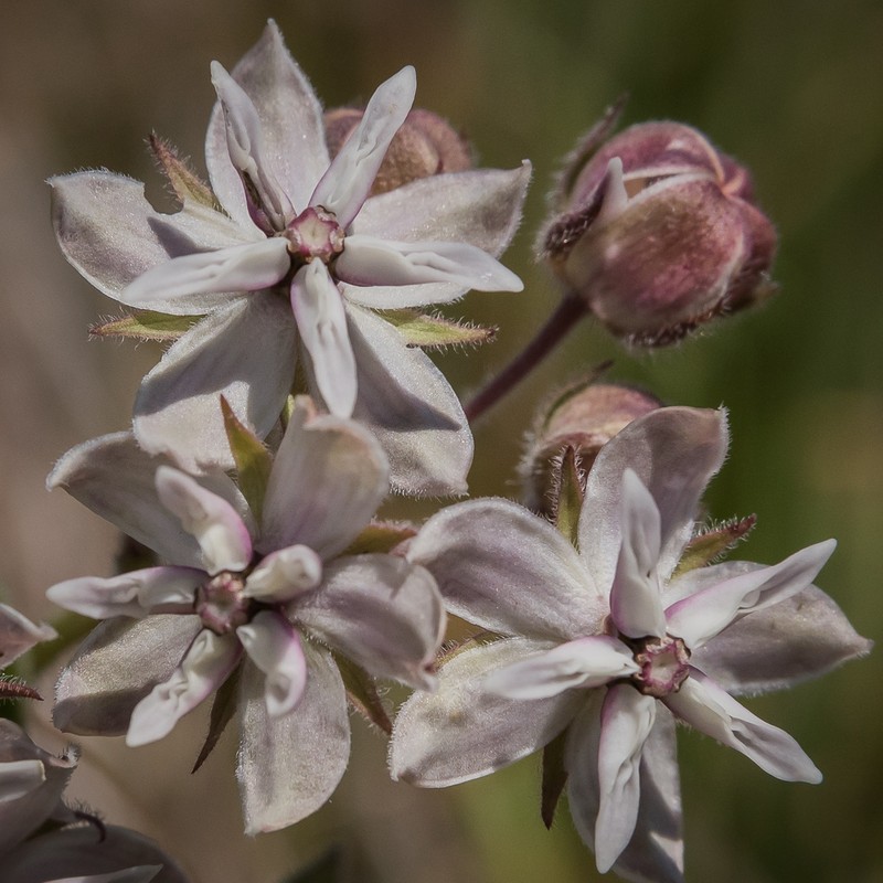 Asclepias humilis
