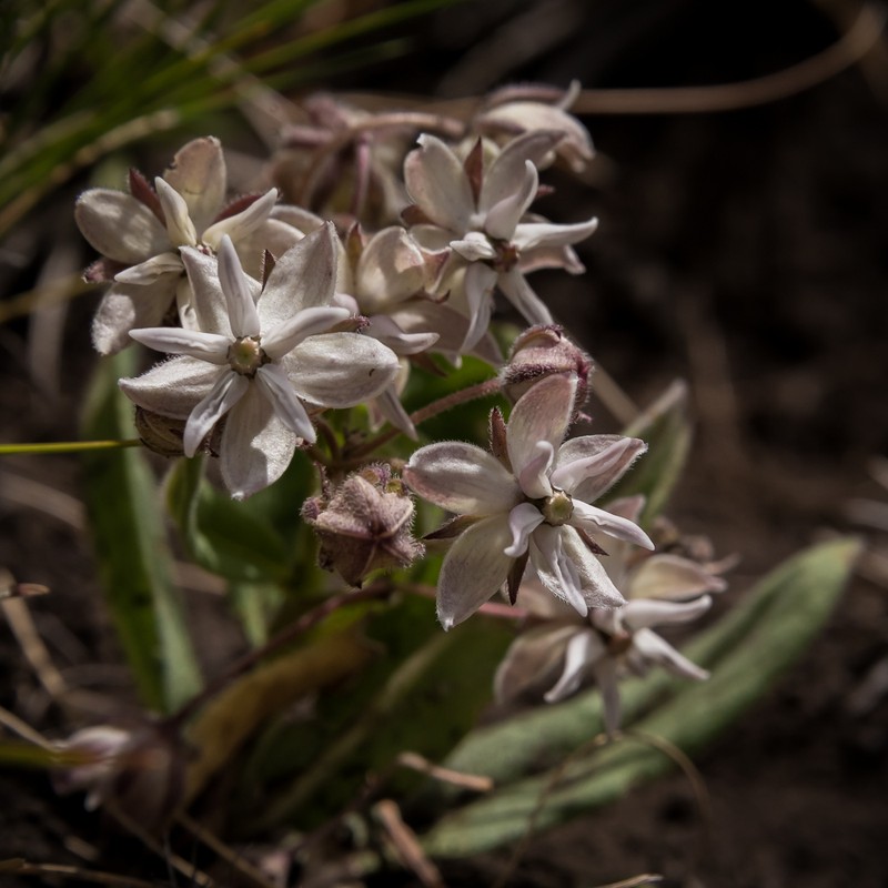 Asclepias humilis photo 2