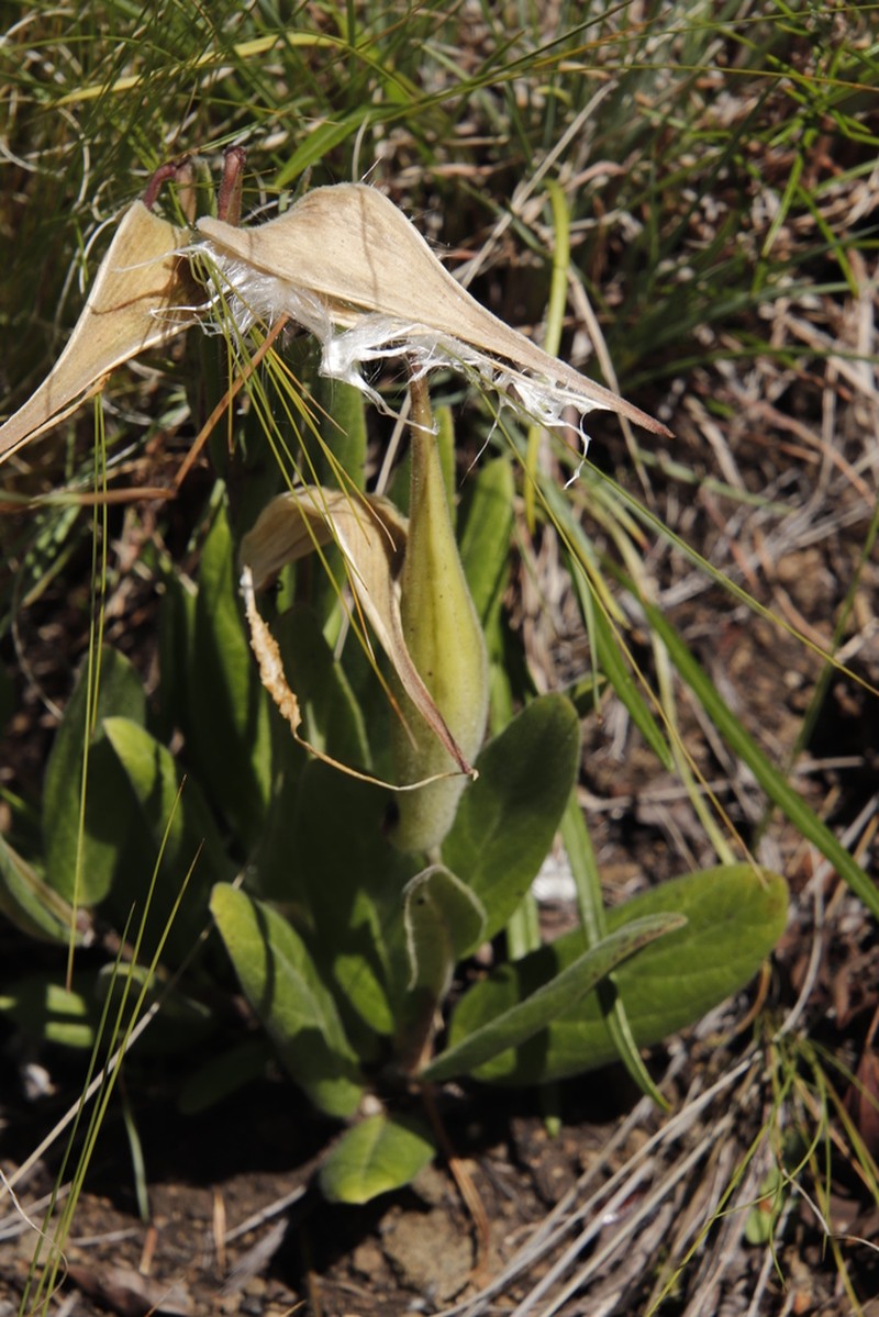 Asclepias humilis photo 3