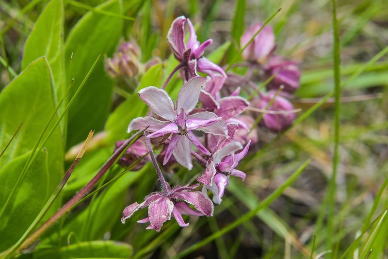 Asclepias humilis photo 4