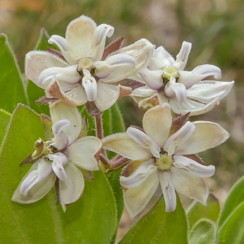 Asclepias humilis photo 5