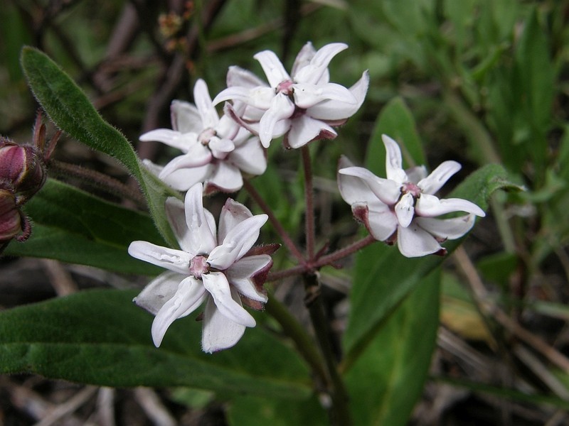 Asclepias humilis photo 6