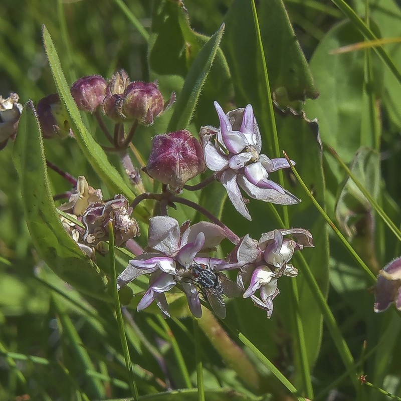 Asclepias humilis photo 7