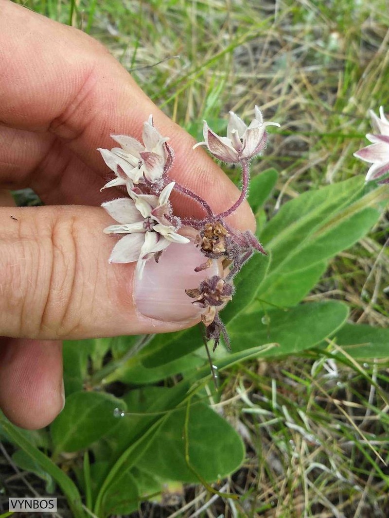 Asclepias humilis photo 8