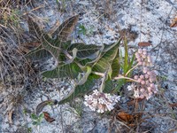 Pinewoods Milkweed