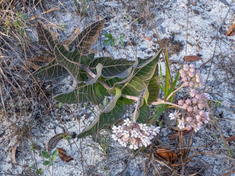 Pinewoods Milkweed