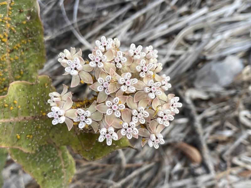 Pinewoods Milkweed photo 2