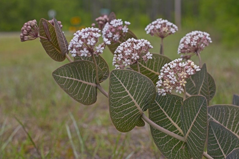 Pinewoods Milkweed photo 3