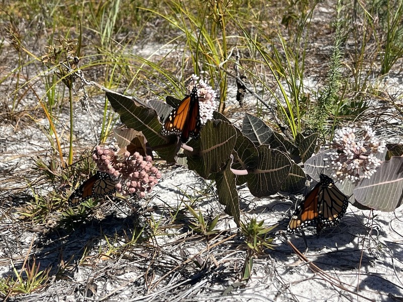 Pinewoods Milkweed photo 4