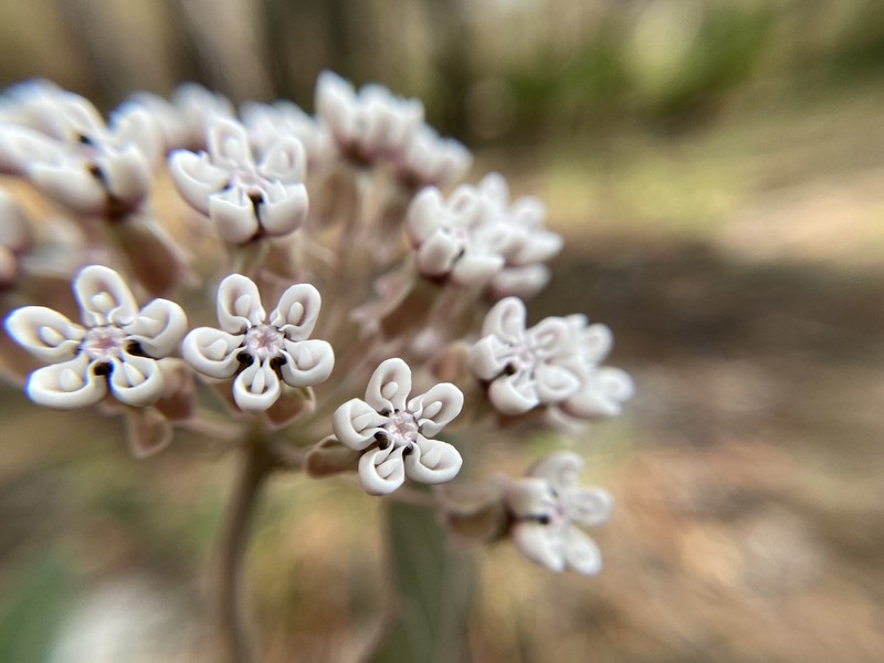 Pinewoods Milkweed photo 5