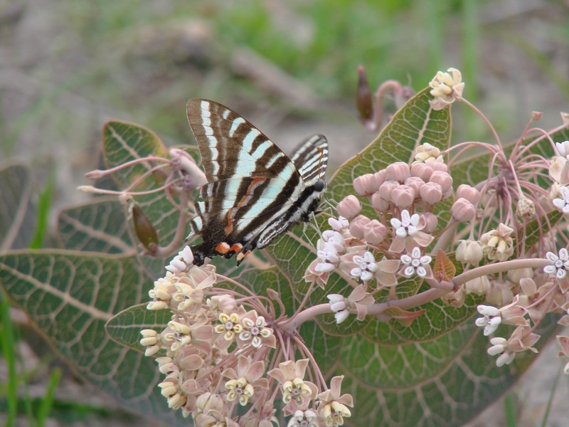 Pinewoods Milkweed photo 6