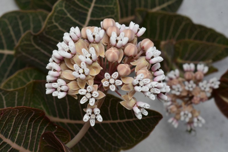 Pinewoods Milkweed photo 7