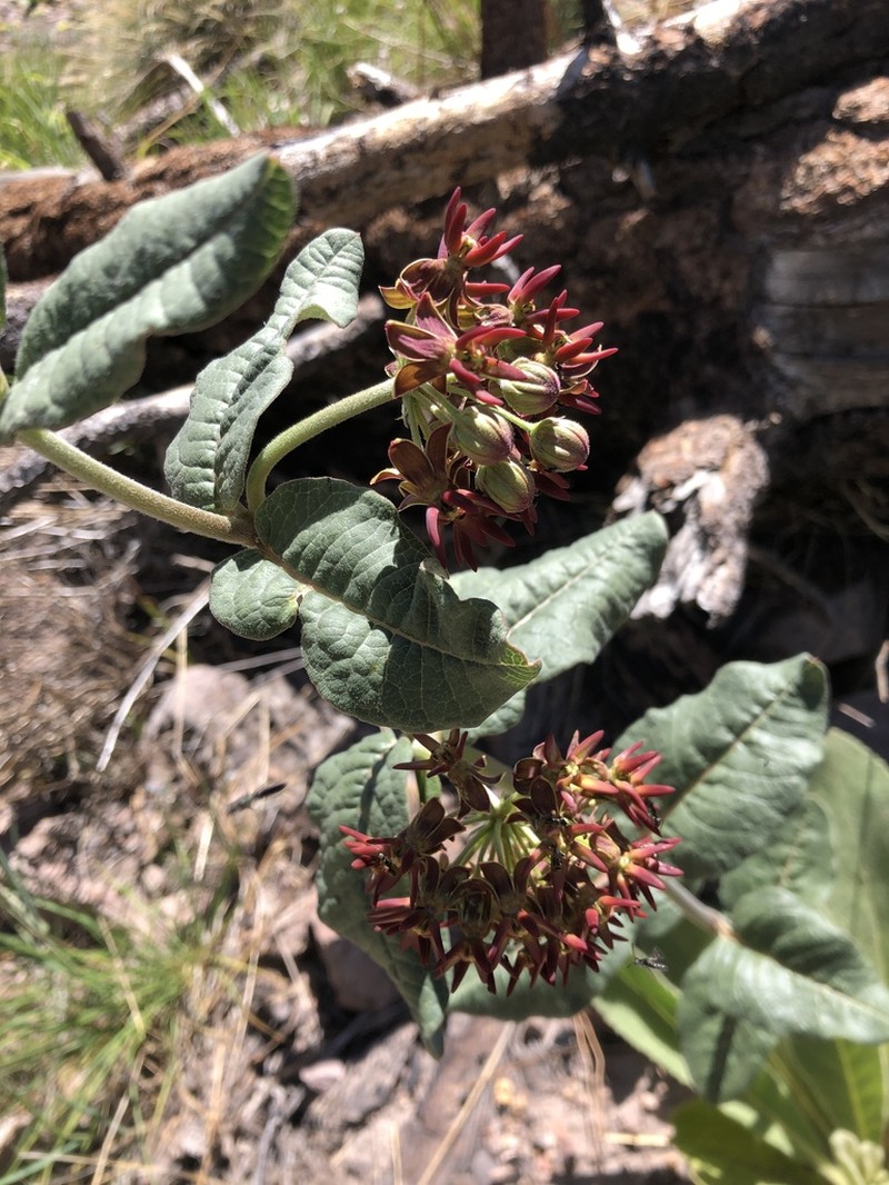 Mahogany Milkweed