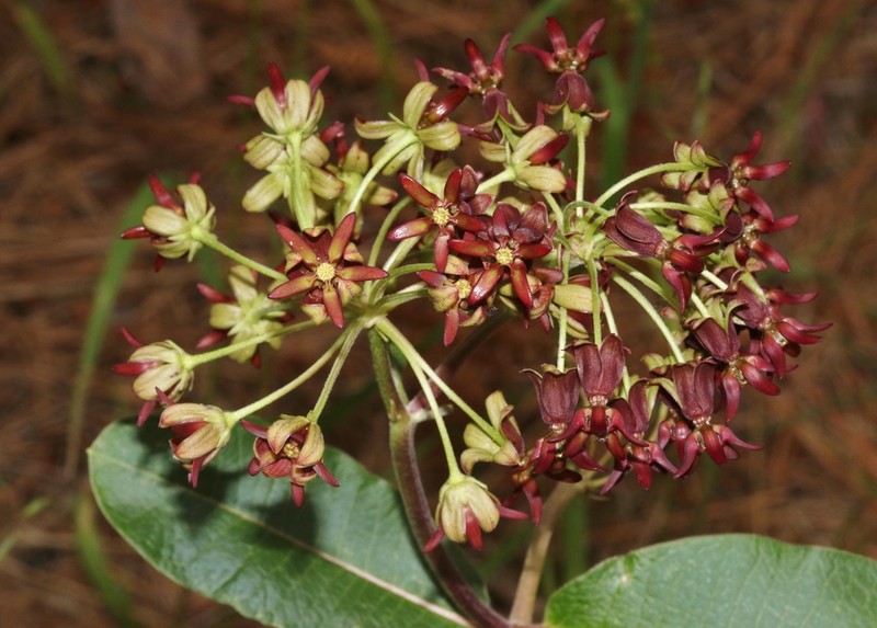 Mahogany Milkweed photo 2