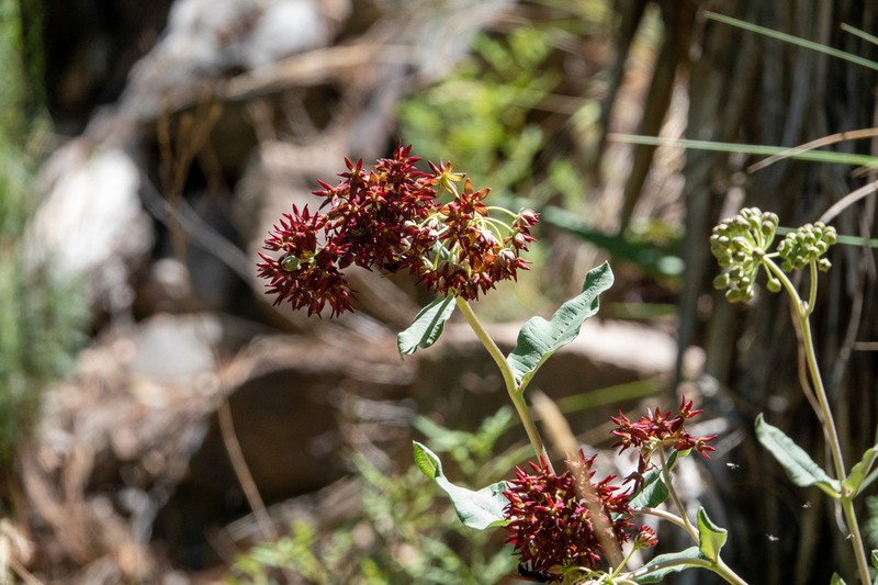 Mahogany Milkweed photo 3