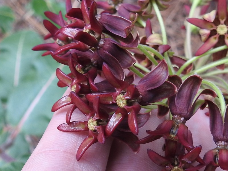 Mahogany Milkweed photo 4
