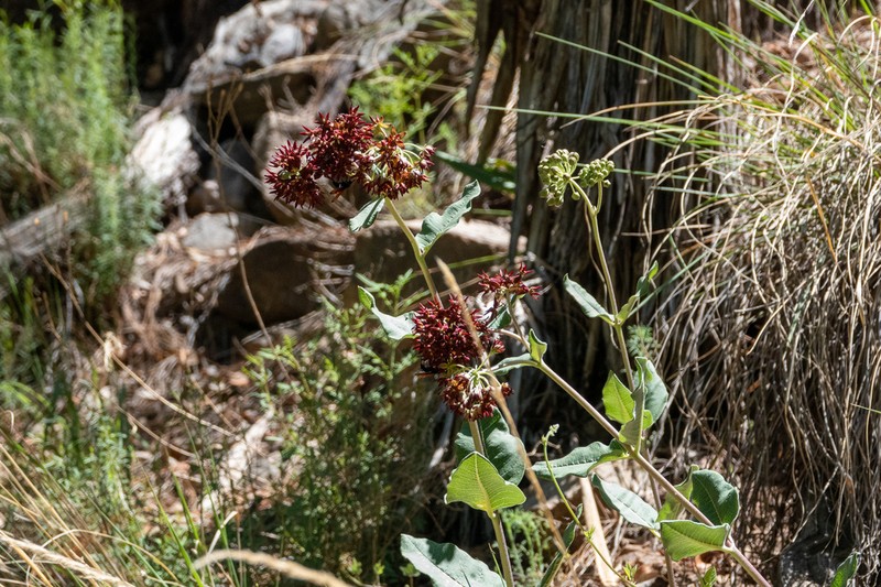Mahogany Milkweed photo 5