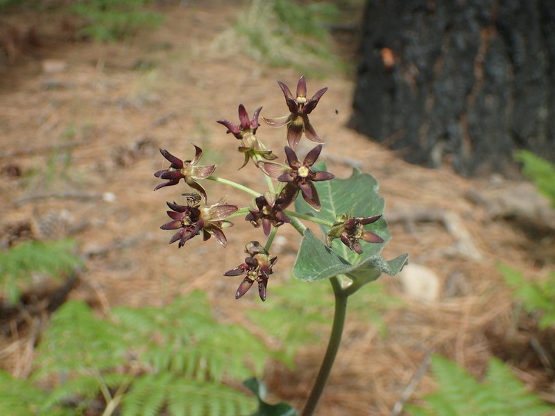 Mahogany Milkweed photo 6