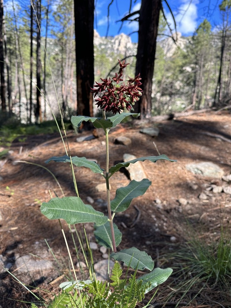 Mahogany Milkweed photo 7