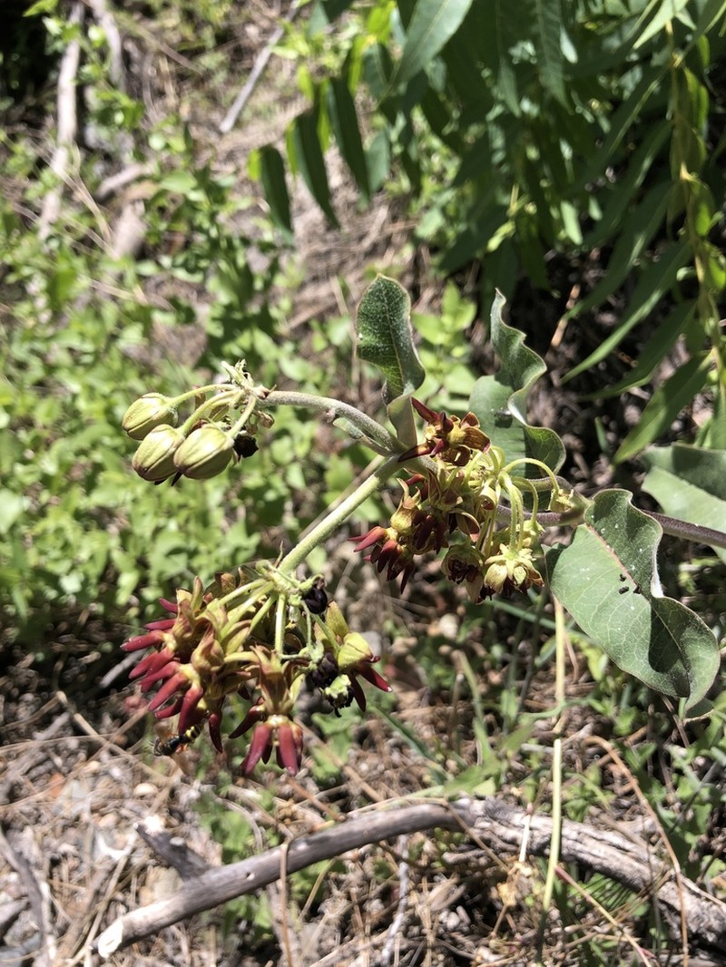 Mahogany Milkweed photo 8