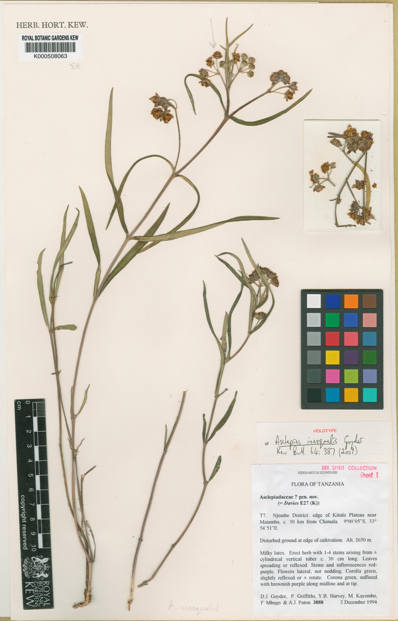 Asclepias inaequalis