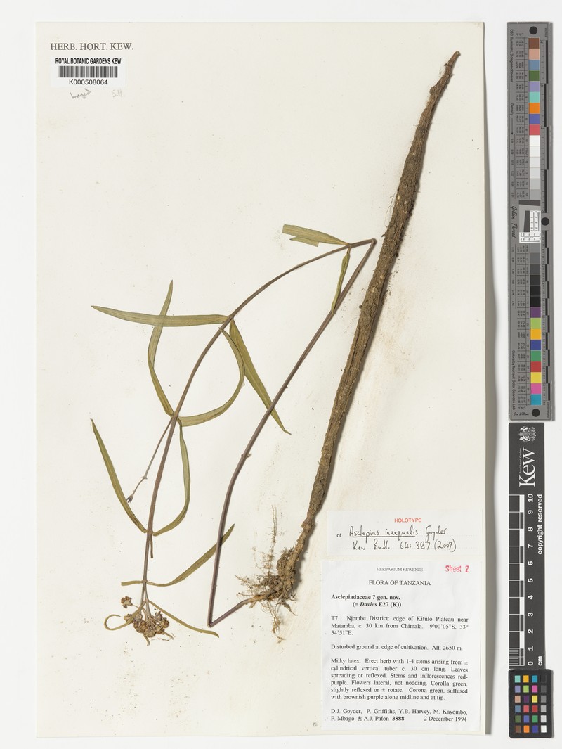 Asclepias inaequalis photo 2