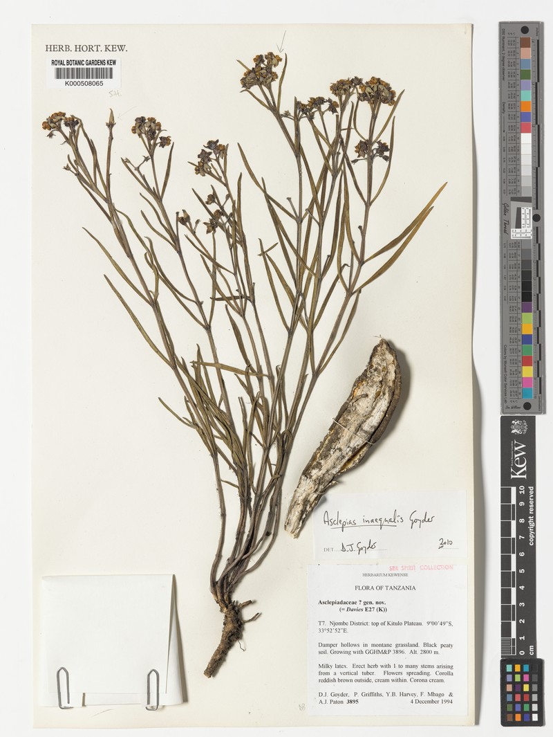Asclepias inaequalis photo 3