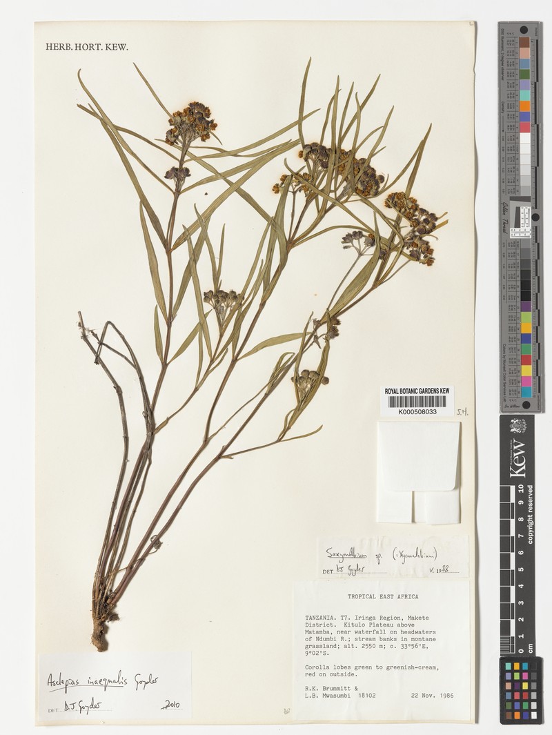 Asclepias inaequalis photo 4