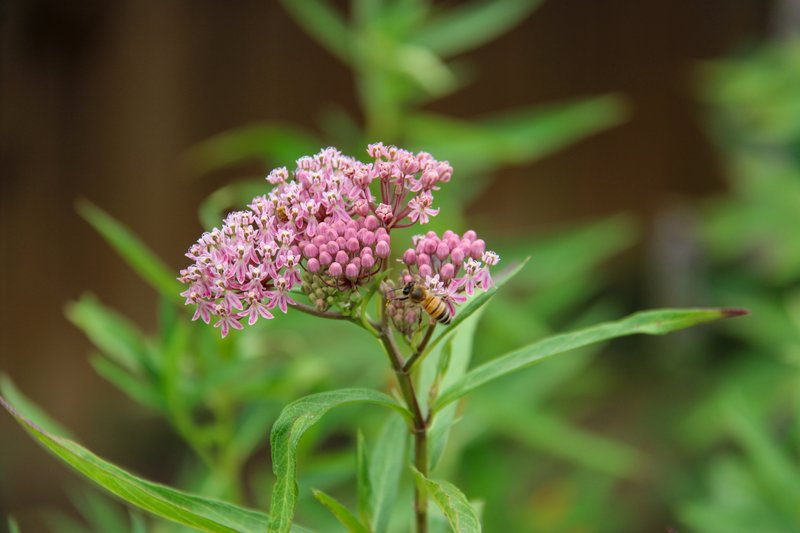 Swamp Milkweed photo 3