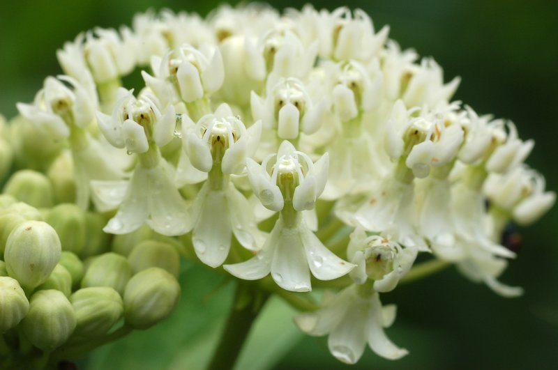 Swamp Milkweed photo 4