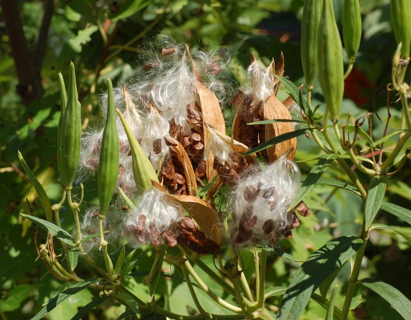 Swamp Milkweed photo 5