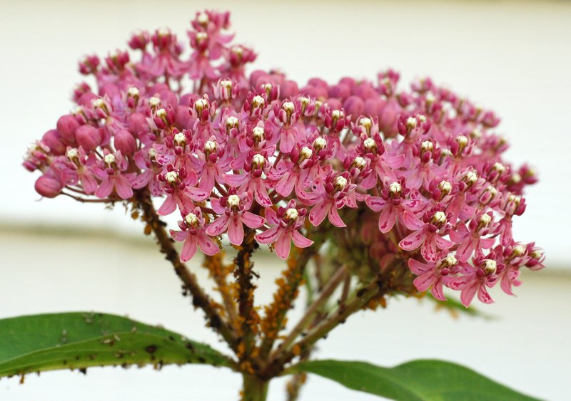 Swamp Milkweed photo 6