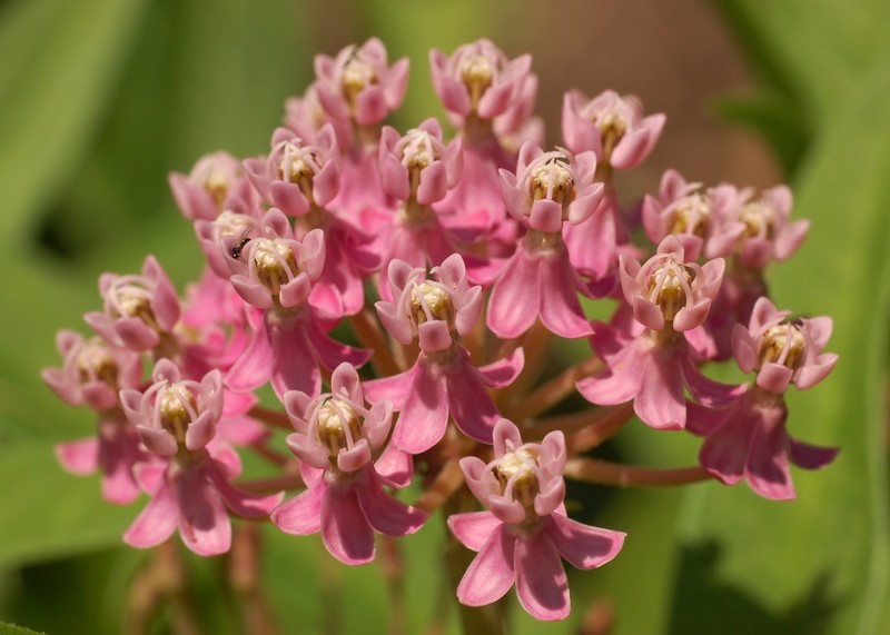 Swamp Milkweed