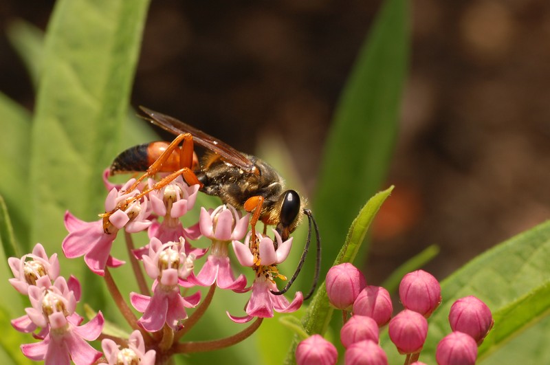 Swamp Milkweed photo 2