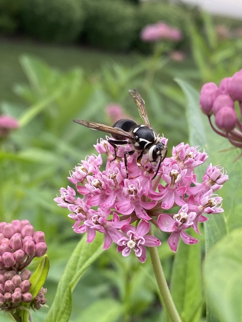 Swamp Milkweed photo 7