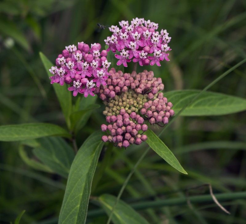 Swamp Milkweed photo 8