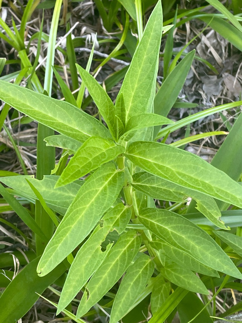 Asclepias incarnata subsp. incarnata