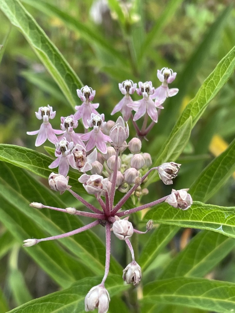 Asclepias incarnata subsp. incarnata photo 2