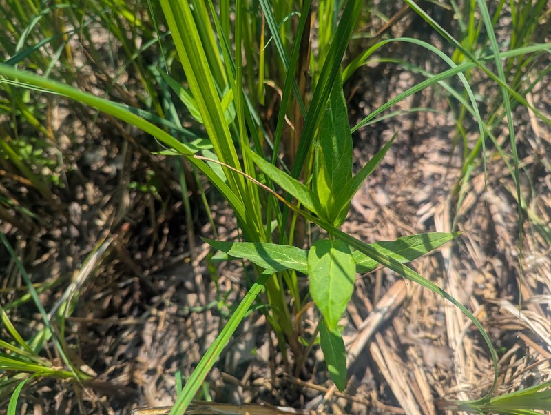 Asclepias incarnata subsp. incarnata photo 3