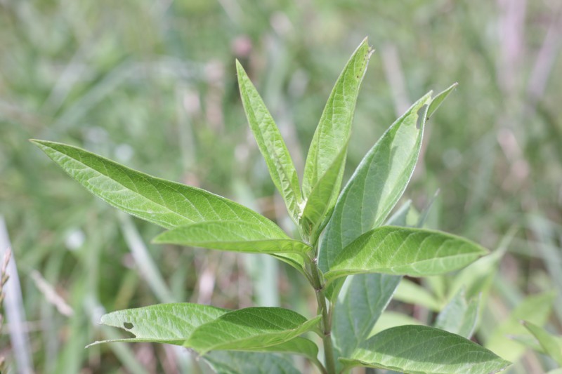 Asclepias incarnata subsp. incarnata photo 4