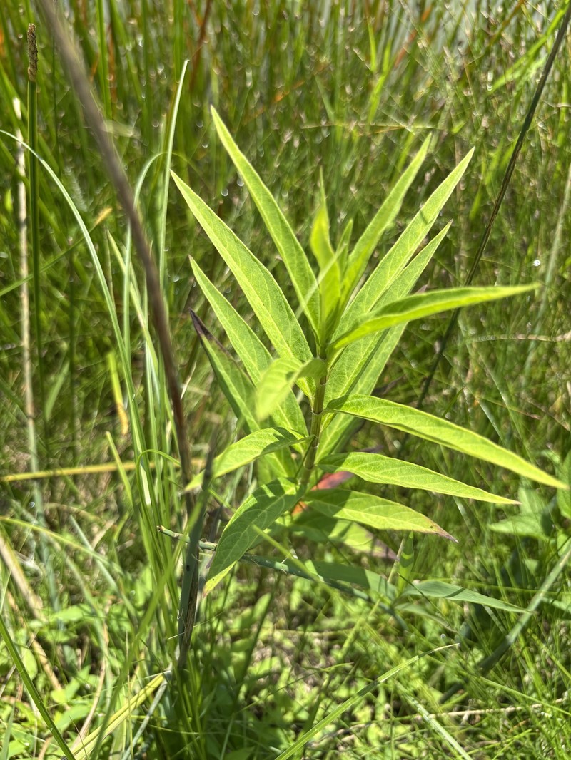 Asclepias incarnata subsp. incarnata photo 5