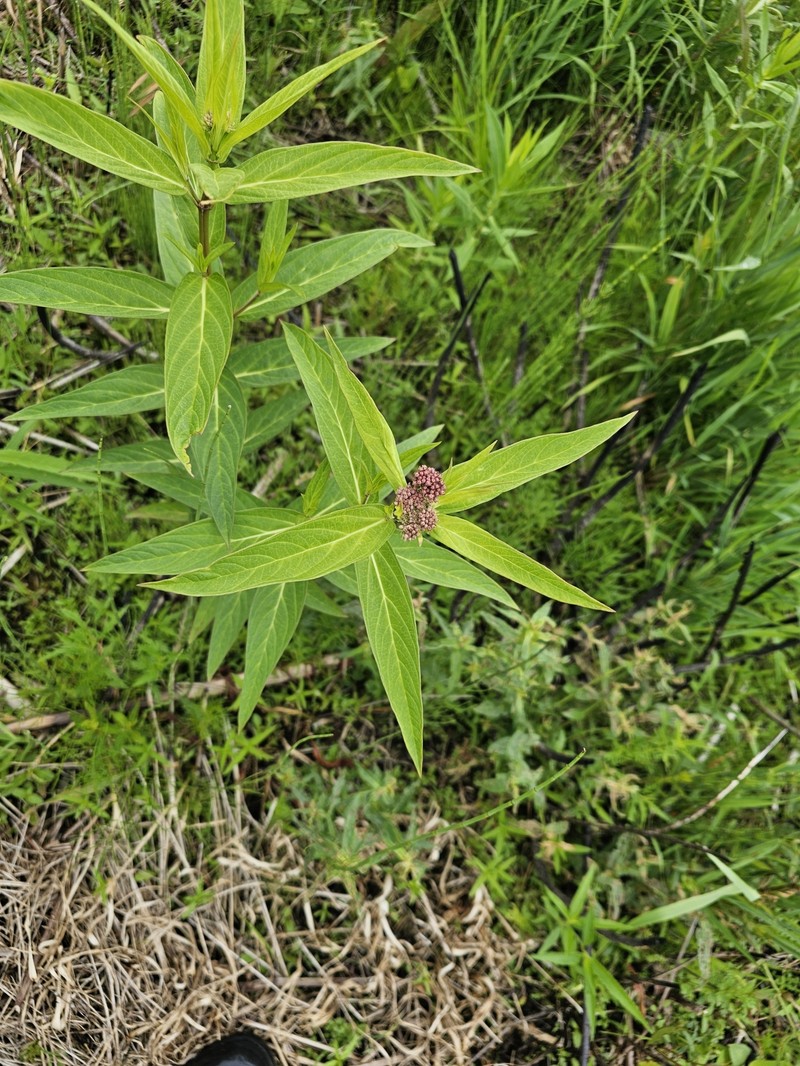 Asclepias incarnata subsp. incarnata photo 6