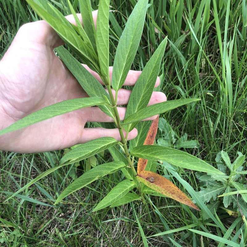 Asclepias incarnata subsp. incarnata photo 7